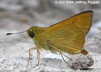 Common Mellana (Quasimellana eulogius)