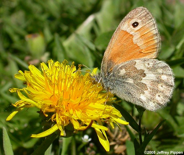 Common Ringlet (Coenonympha tullia pseudobrenda)