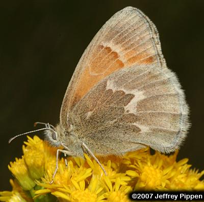Common Ringlet (Coenonympha tullia mono)