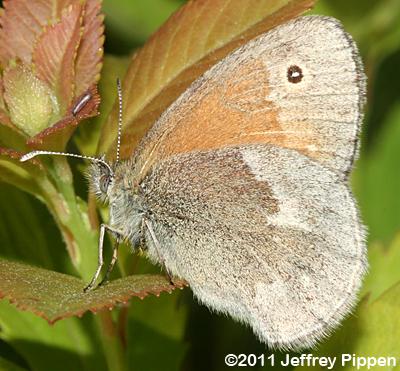 Inornate Common Ringlet (Coenonympha tullia inornata)