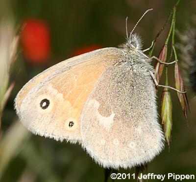 Inornate Common Ringlet (Coenonympha tullia inornata)