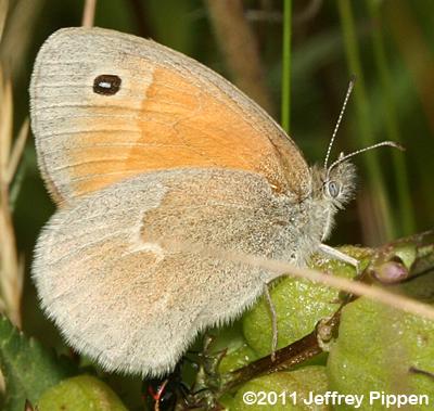 Inornate Common Ringlet (Coenonympha tullia inornata)
