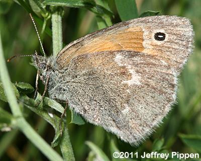 Inornate Common Ringlet (Coenonympha tullia inornata)