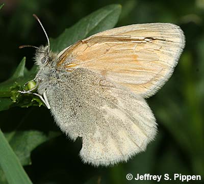 Common Ringlet (Coenonympha tullia)