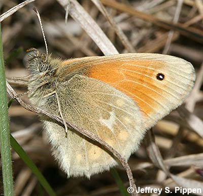 Common Ringlet (Coenonympha tullia)