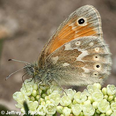 Common Ringlet (Coenonympha tullia)