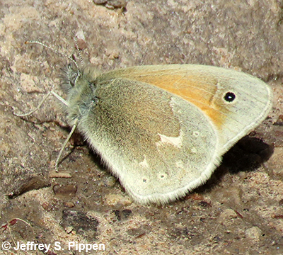 Common Ringlet (Coenonympha tullia)