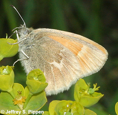 Common Ringlet (Coenonympha tullia)