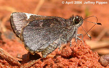 Common Roadside-Skipper (Amblyscirtes vialis)