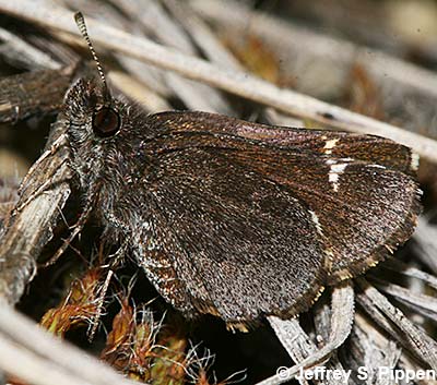 Common Roadside-Skipper (Amblyscirtes vialis)