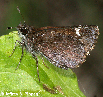Common Roadside-Skipper (Amblyscirtes vialis)