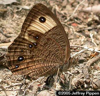 Common Wood-Nymph (Cercyonis pegala)