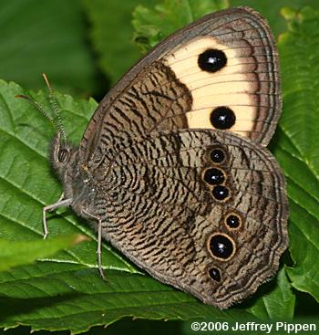 Common Wood-Nymph (Cercyonis pegala)