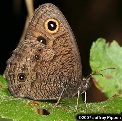 Common Wood-Nymph (Cercyonis pegala)