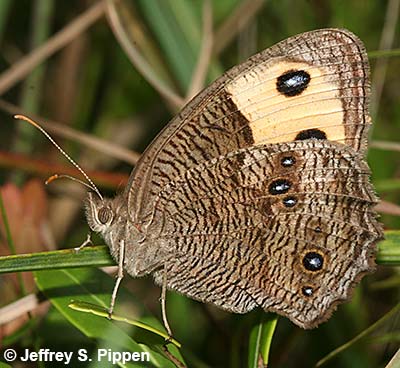 Common Wood-Nymph (Cercyonis pegala)