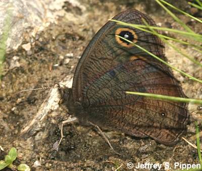 Common Wood-Nymph (Cercyonis pegala)