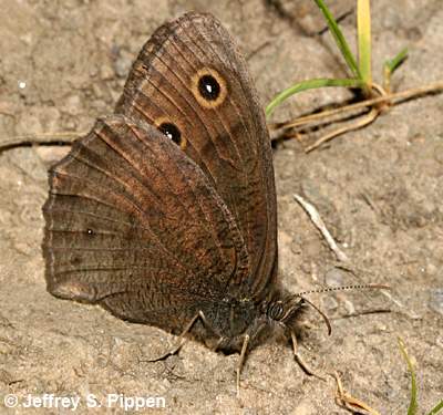 Common Wood-Nymph (Cercyonis pegala)