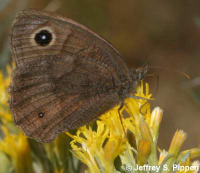 Common Wood-Nymph (Cercyonis pegala)