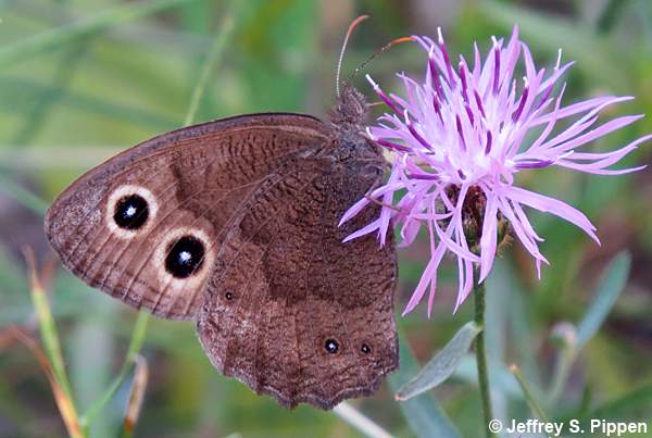 Common Wood-Nymph (Cercyonis pegala)