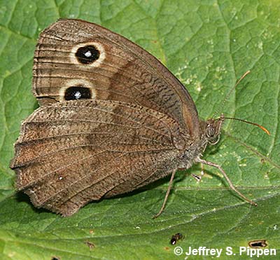 Common Wood-Nymph (Cercyonis pegala)