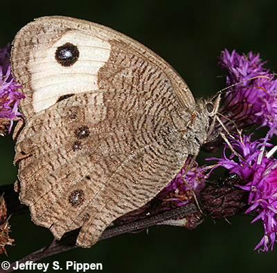 Common Wood-Nymph (Cercyonis pegala)