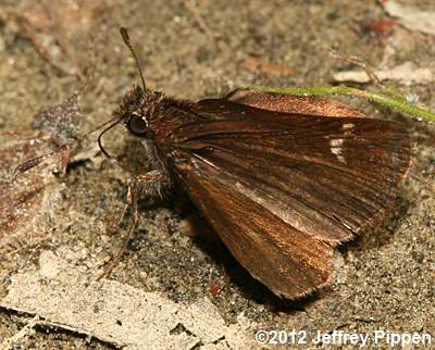 Common Roadside-Skipper (Amblyscirtes vialis)