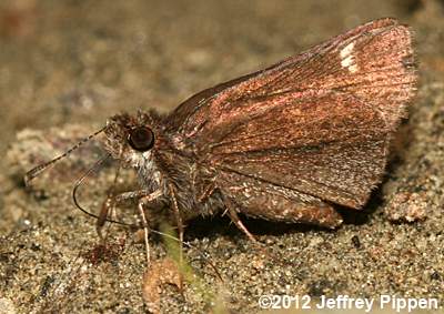 Common Roadside-Skipper (Amblyscirtes vialis)