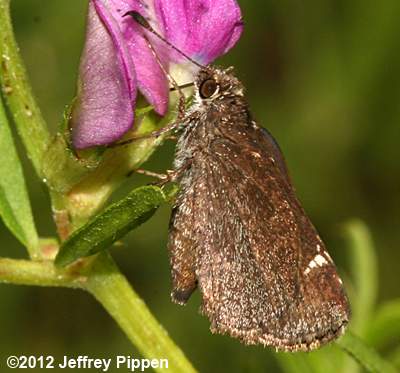 Common Roadside-Skipper (Amblyscirtes vialis)
