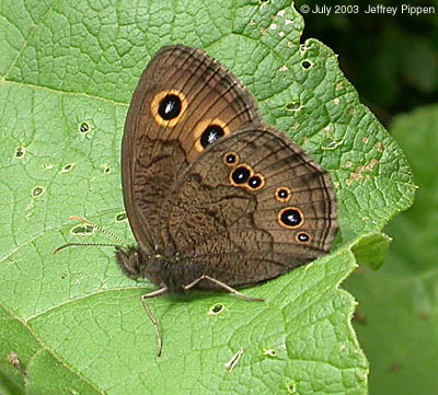 Common Wood-Nymph (Cercyonis pegala)