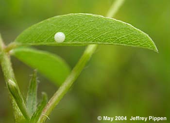 Confused Cloudywing (Thorybes confusis)