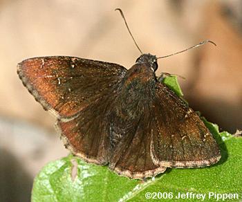 Confused Cloudywing (Thorybes confusis)