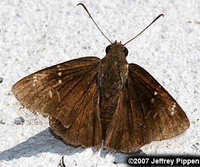 Confused Cloudywing (Thorybes confusis)