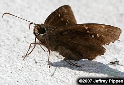 Confused Cloudywing (Thorybes confusis)