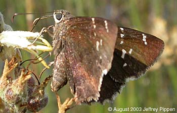 Confused Cloudywing (Thorybes confusis)