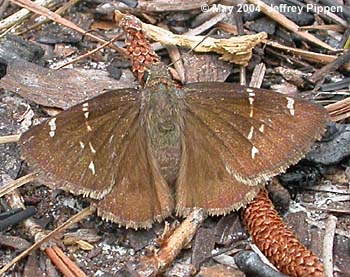 Confused Cloudywing (Thorybes confusis)