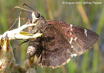 Confused Cloudywing (Thorybes confusis)