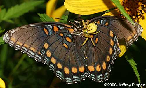 Crab Spider eating a Red-spotted Purple