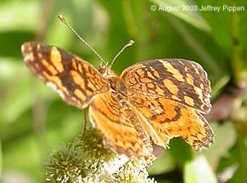 Cuban Crescent (Anthanassa frisia)