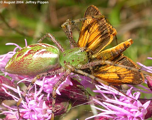 Green Lynx Spider (Peucetia viridans)