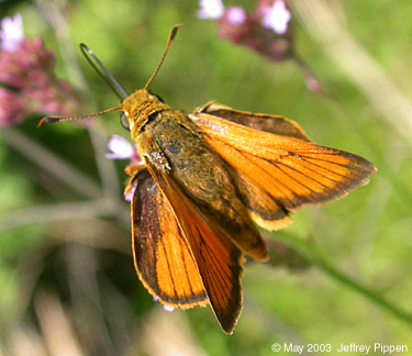 Delaware Skipper (Anatrytone logan)