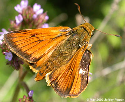 Delaware Skipper (Anatrytone logan)