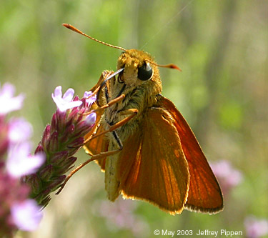 Delaware Skipper (Anatrytone logan)