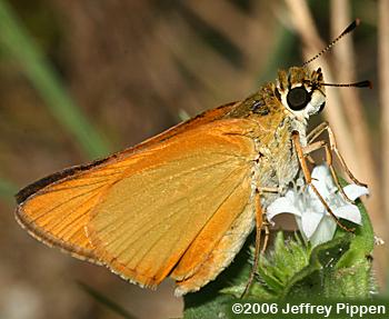 Delaware Skipper (Anatrytone logan)