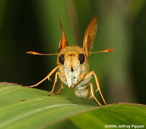 Delaware Skipper (Anatrytone logan)