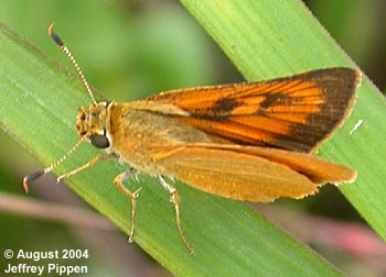 Delaware Skipper (Anatrytone logan)