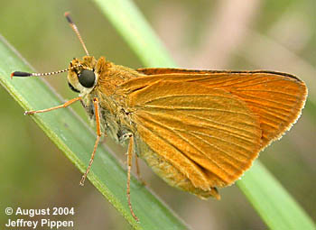 Delaware Skipper (Anatrytone logan)