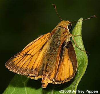 Delaware Skipper (Anatrytone logan)