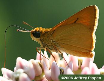 Delaware Skipper (Anatrytone logan)