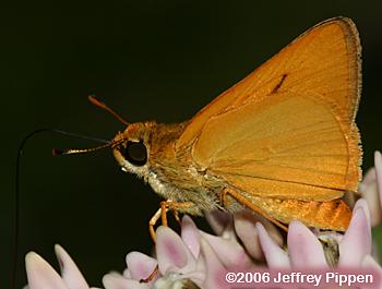 Delaware Skipper (Anatrytone logan)