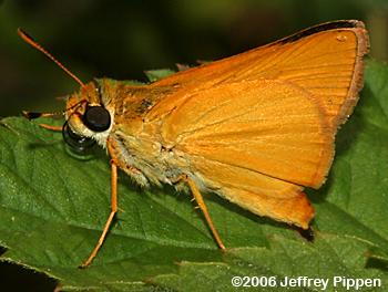 Delaware Skipper (Anatrytone logan)